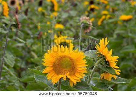Sunflower field