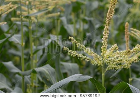 Corn Plant