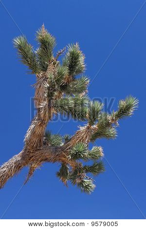 Joshua Tree (Yucca brevifolia)