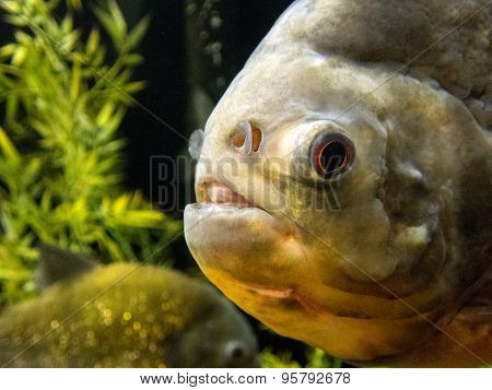 Red-bellied Piranha