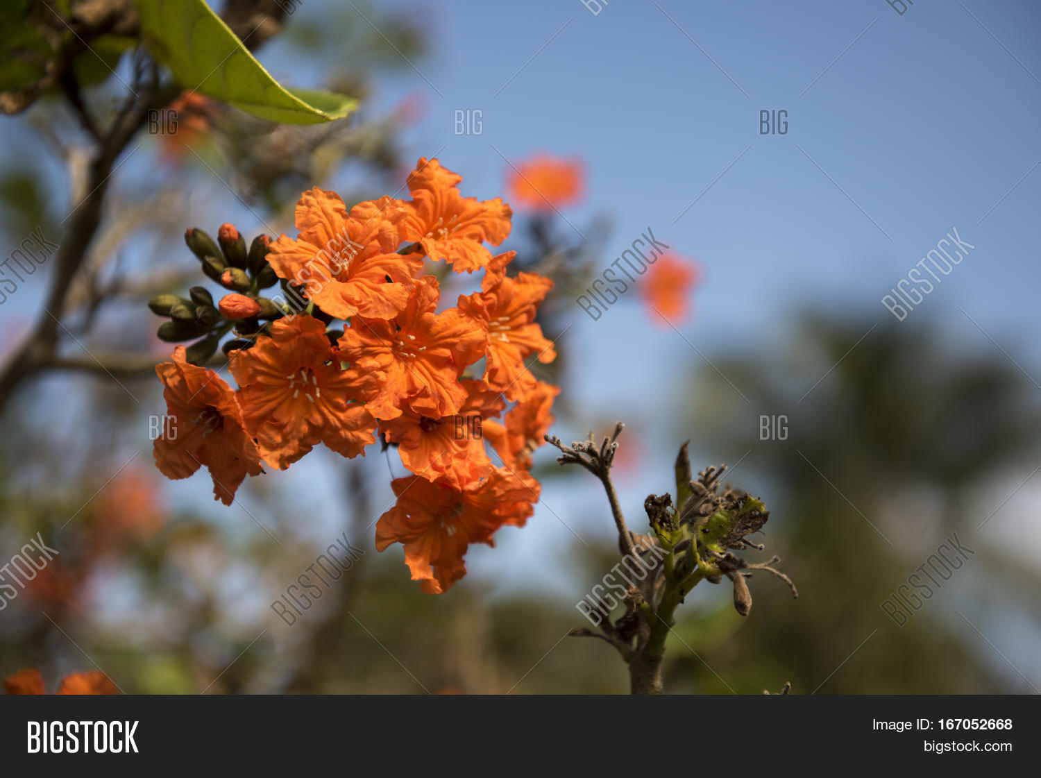 Geiger Tree On Island Image & Photo (Free Trial) | Bigstock