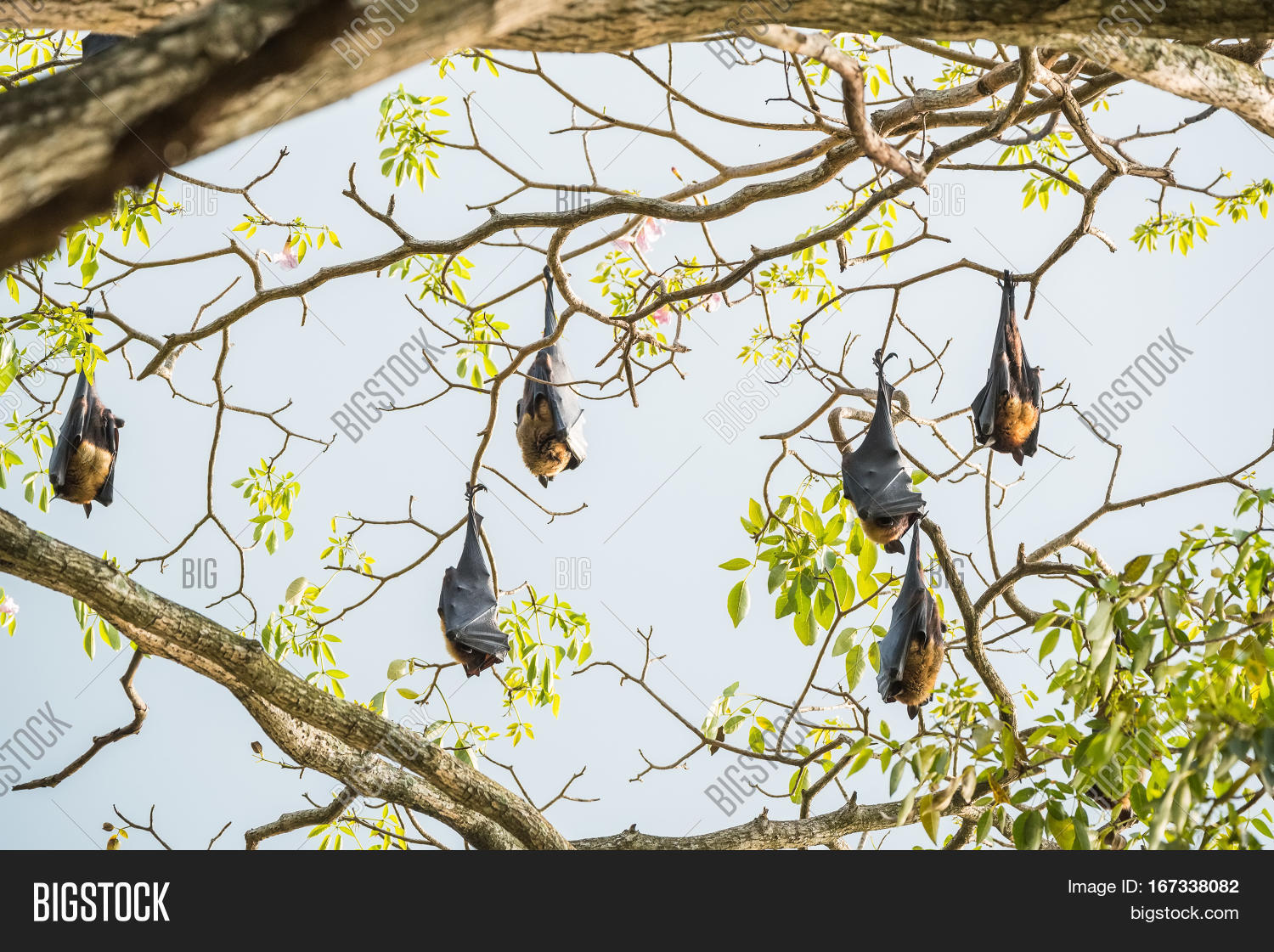 Indian Flying Fox Image &amp; Photo (Free Trial) | Bigstock