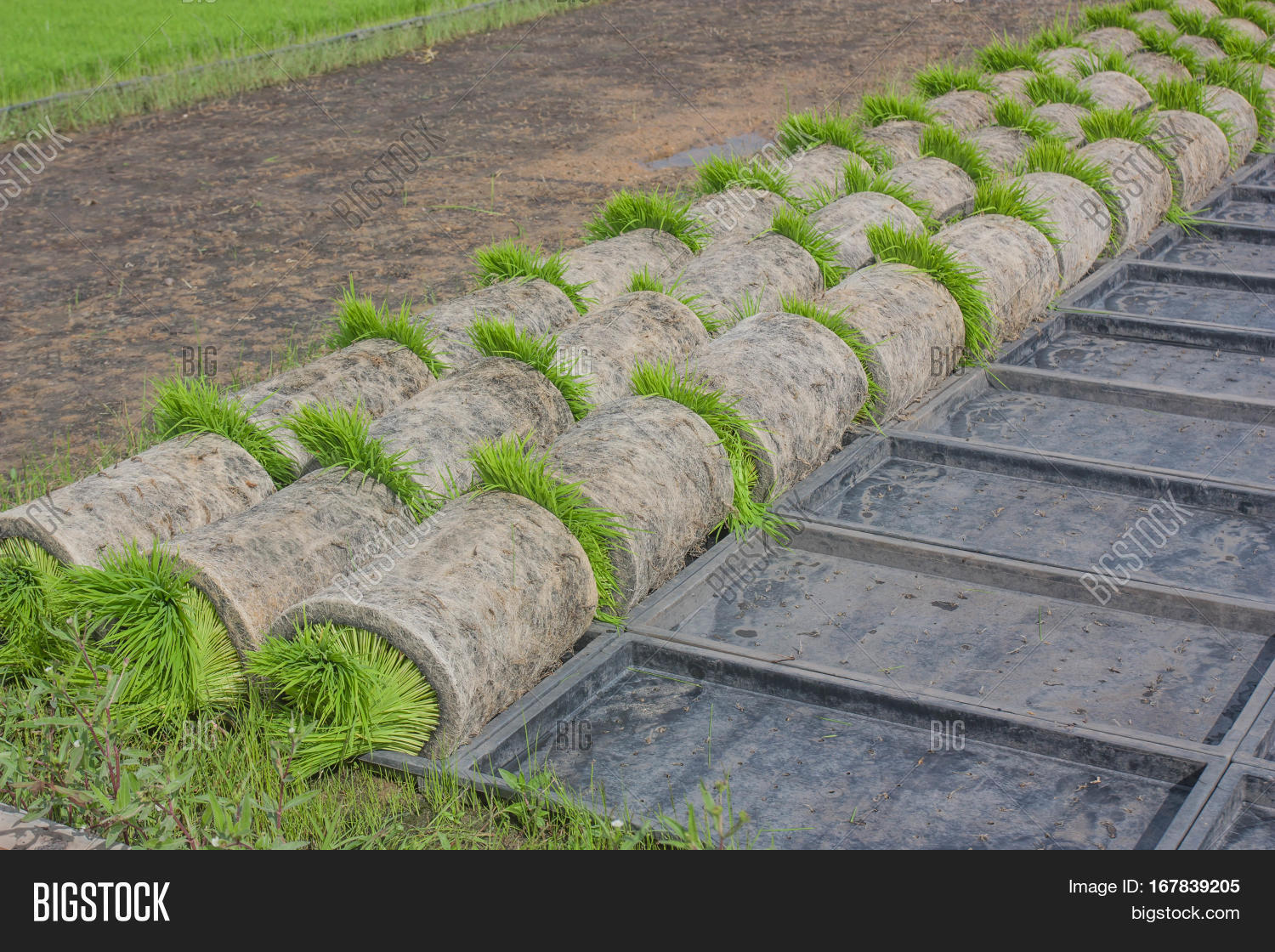 Coil Seedlings Image & Photo (Free Trial) Bigstock