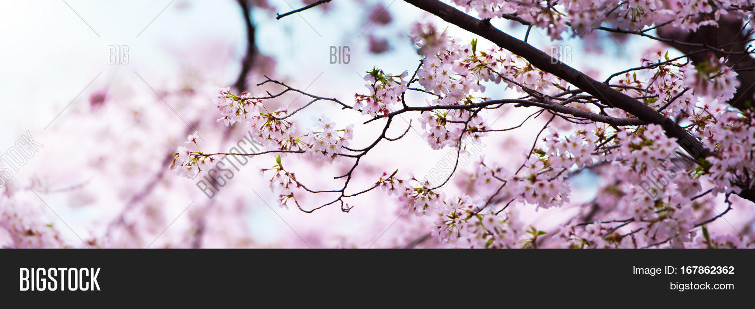 Cherry Blossoms Full Image & Photo (Free Trial) Bigstock