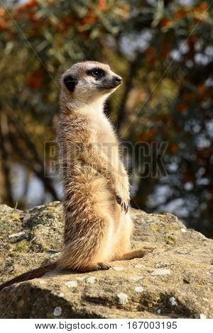 A meerket is watching over in the nature