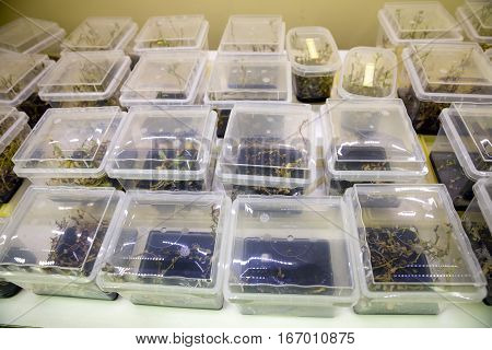 Breeding Rare Plants