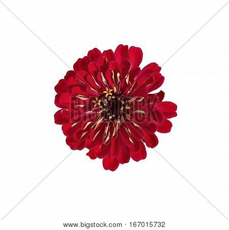 Bright red flower zinnia isolated on white background