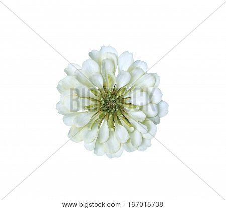 Bright light white flower zinnia isolated on white background