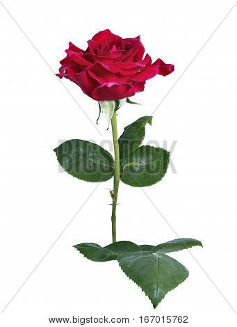 Crimson Rose flower isolated on white background