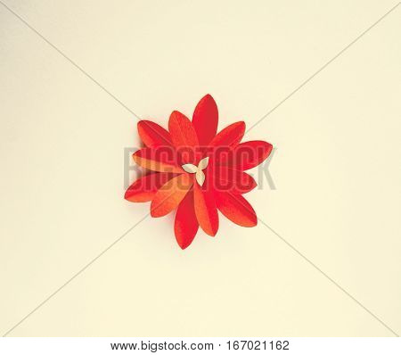 Handmade Papercraft Flowers Isolated Art