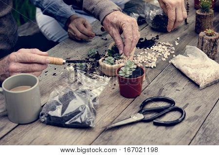 Botanical Environment Greenery Pottery Nature