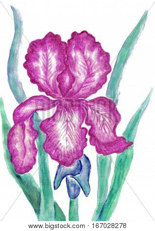 Iris of pink colour hand painted picture watercolours