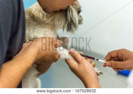 Dog Get Vaccinated Against