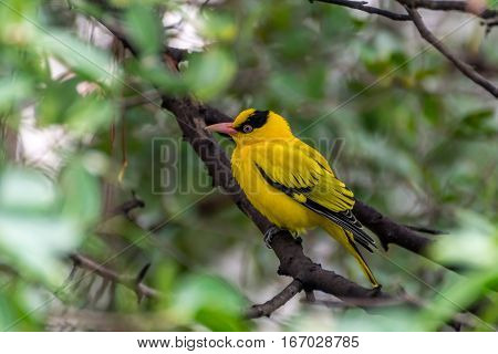 Bird (black-naped Oriole) On A Tree