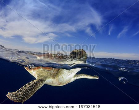 Sea Turtle over under split photo. Turtle ocean and sky. Green Turtle breathes at surface