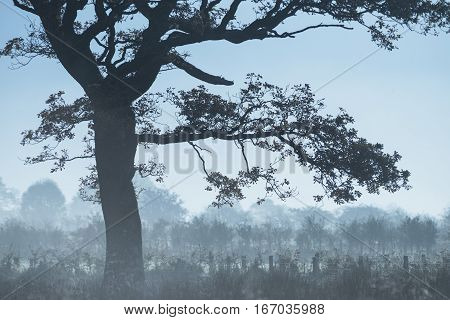 Beautiful Foggy Misty Autumn Sunrise Over Countryside Surrounding Crummock Water In Lake District In