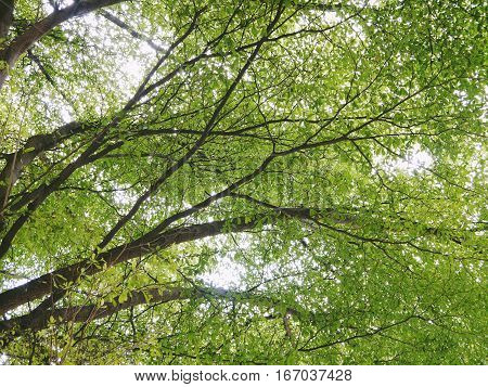 beautiful fresh green terminalia ivorensis branch with full leaf