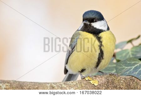 Great tit (Parus major) is a passerine bird in the tit family Paridae. It is a widespread and common species throughout Europe the Middle East Central and Northern Asia and parts of North Afric