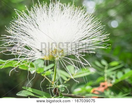 A bright white fluffy prairie acacia wildflower.
