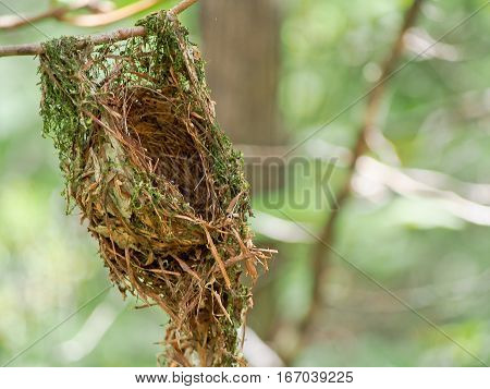 A hummingbird nest hanging from a branch.