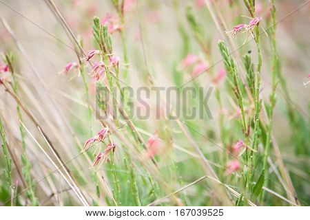 Small pastel pink wildflowers blowing in the breeze create a soft pretty background image.