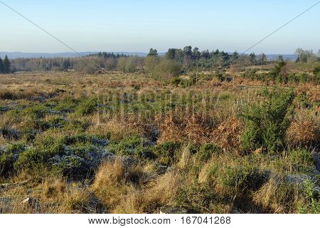 Crabtree Hill Restored Heathland in Winter Sunshine Forest of Dean Gloucestershire