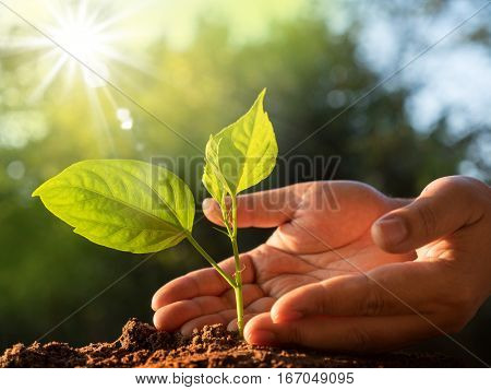 Save Plant conceptClose up male hand care plant over green and morning sunlight environment