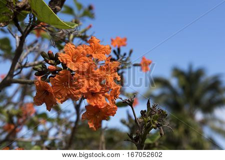 Geiger Tree on an island key in southern Florida