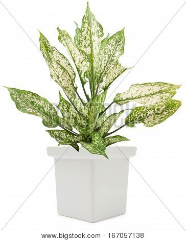 Dieffenbachie Lat Dieffenbachia Green Plant In Flower Pot