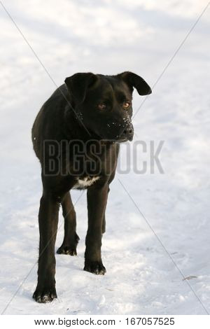 fauna, nature, animal, dog, black dog, friend, companion, pet, Canis lupus familiaris