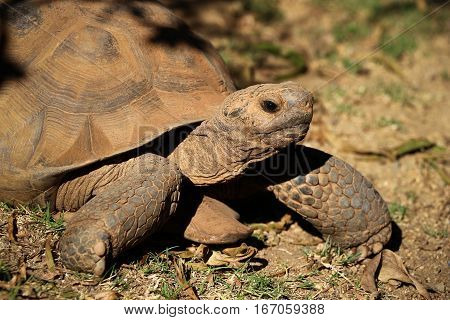 Desert tortoise (Gopherus agassizi) facing right, sideview