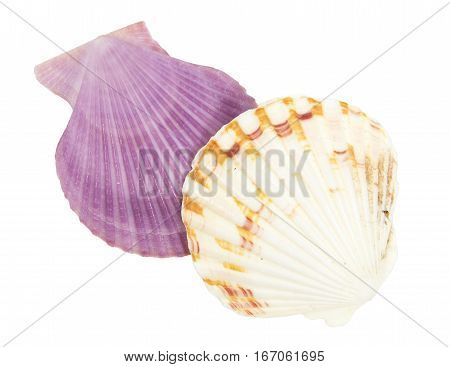 Shell See