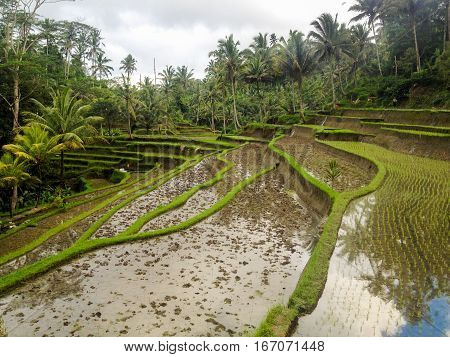 Bali İsland in Indonesia . . .