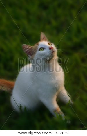 Söt Kitty