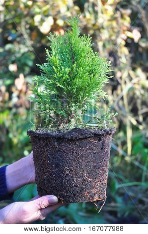 Gardener Hands Planting Cypress Thuja with Roots (Thuja Occidentalis Golden Brabant)