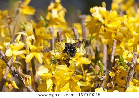 Bumblebee, Xylocopa violacea, sucking on a Forsythia flower