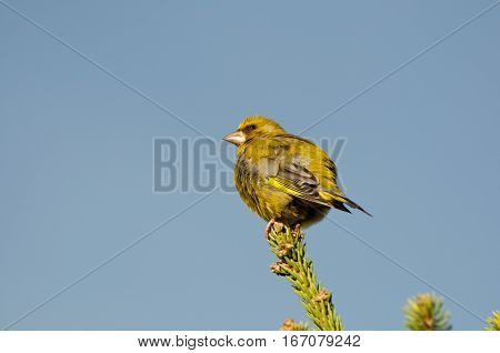 Male of European Greenfinch, Carduelis chloris, perched on a branch of Picea abies