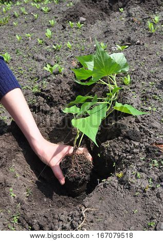 How to Plant and Grow Sweet Potatoes. Growing Sweet Potatoes. Sweet potatoes come in two forms: vining and bush varieties. Both types thrive in the hot summer sun and are relatively easy to grow.