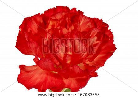 Flower of red carnation (Dianthus caryophyllus) isolated on white background.