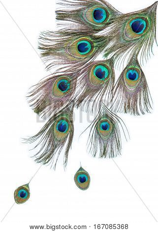 Group of bright peacock feathers on the white background, diagonal composition, top view