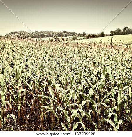 Plantation of Corn in the French Limousen Vintage Style Toned Picture