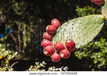 Prickly pear cactus close up with fruit in red color cactus spines.