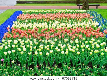 Colorful growing tulips stripes flowerbed at spring day