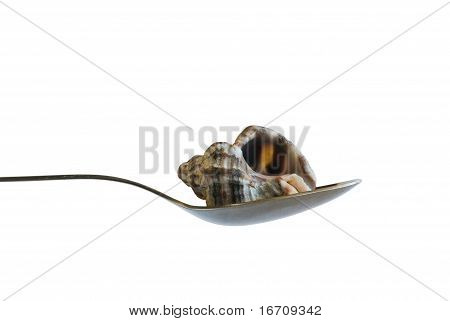 Shell In The Spoon