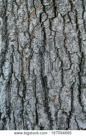 texture of the old tree bark. background mode.