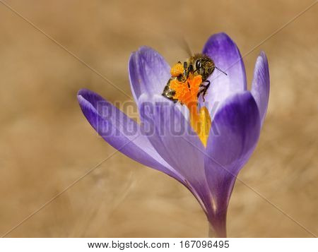 Honeybees (Apis mellifera) bees in the crocuses in the spring on a mountain meadow in the Tatra Mountains Poland