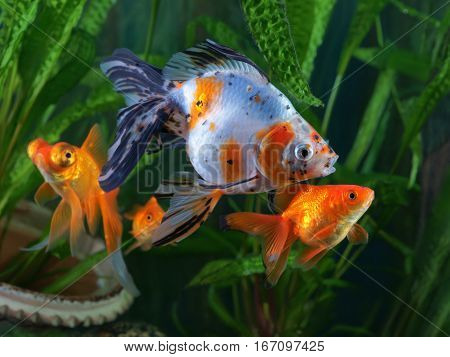 Goldfish aquarium a group of fish on the background of aquatic plants