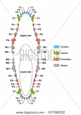construction of a dogs teeth dental formula
