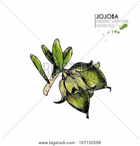Vector set of hair care ingredients. Organic hand drawn colored elements. Jojoba branch. Use for cosmetic package shop store products spa salon wellness program procedure skin beauty