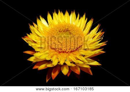 Helichysum (yellow) is a common perennial flower sometimes called Everlasting